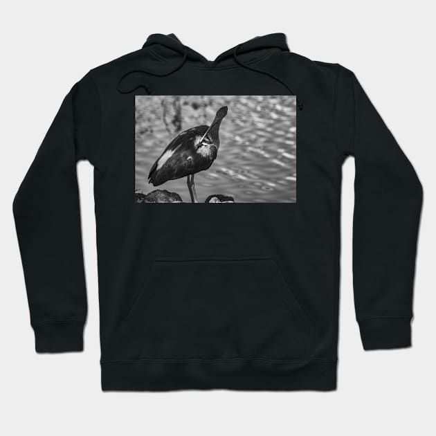 black and white portrait of American white ibis Hoodie by KensLensDesigns